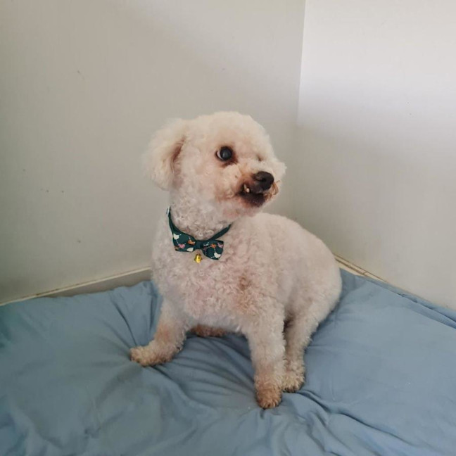 Photo of Toffy Wensleydale