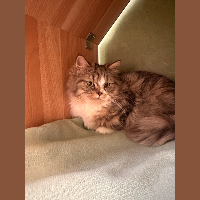 Photo of Myrtle