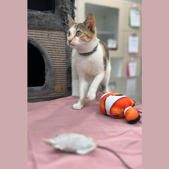 Photo of Miss Patch (9075)