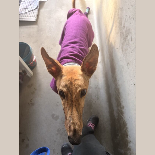Photo of Wiggles