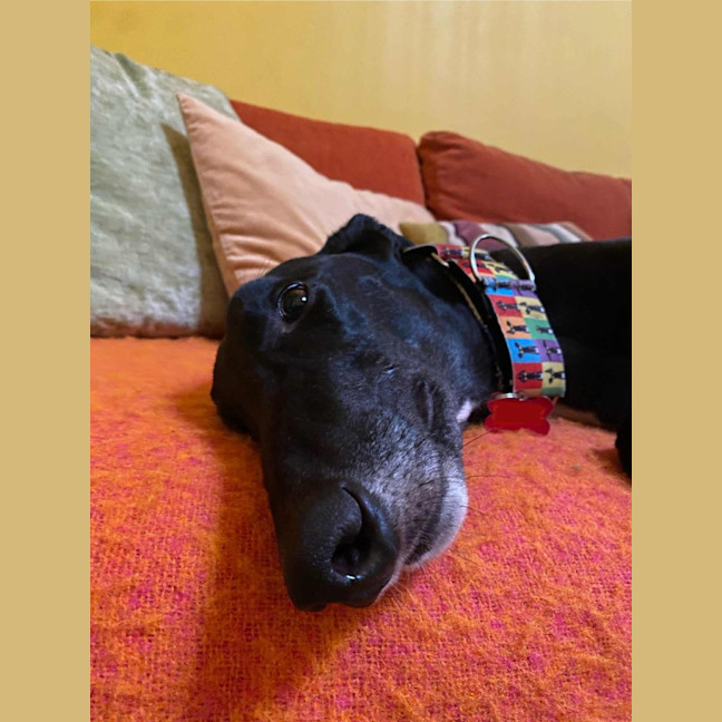 Photo of Ace The Greyhound