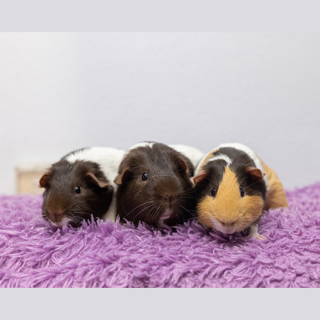 Photo of Dandy