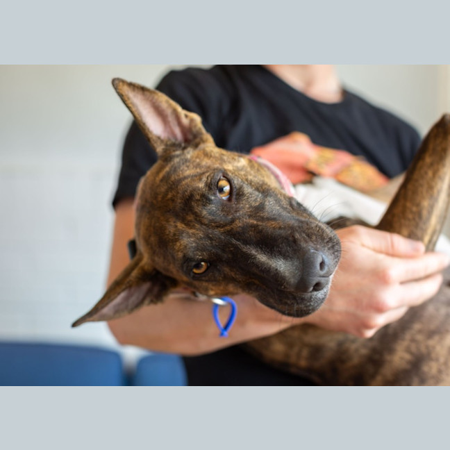 Photo of Pepper   2 Year Old Staffy X