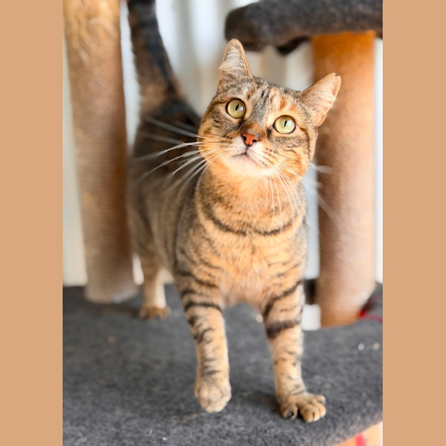 Photo of Zelda