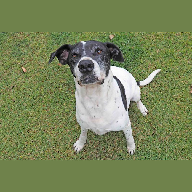Photo of Gracie