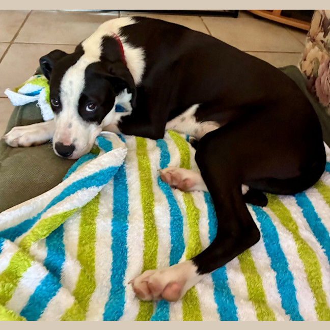 Photo of Bill   5 Month Old Mixed Breed