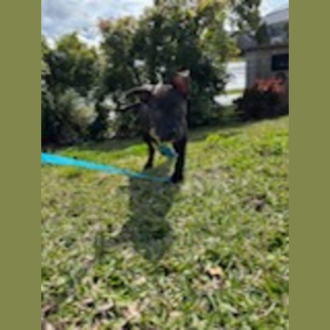 Photo of Tux   4 Month Old Staffy X