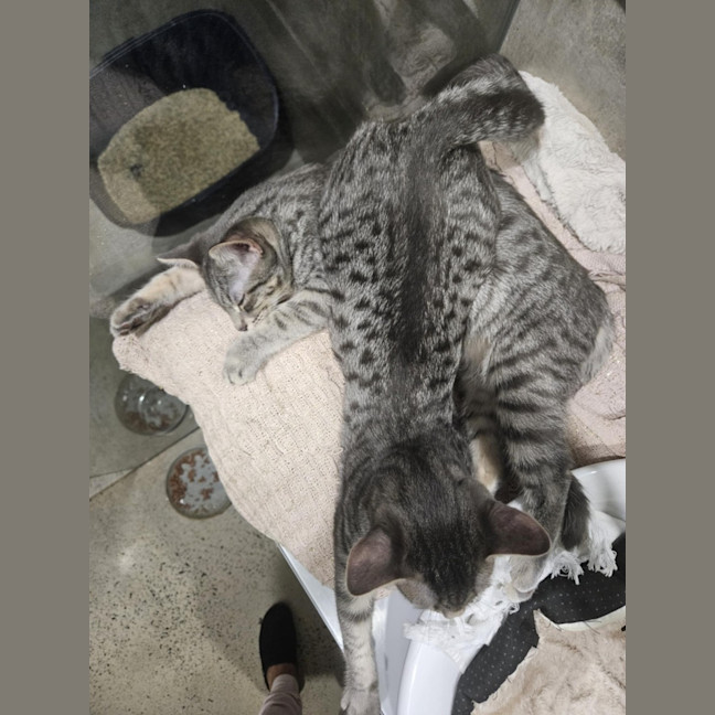 Photo of Pitt ** 2nd Chance Cat Rescue**