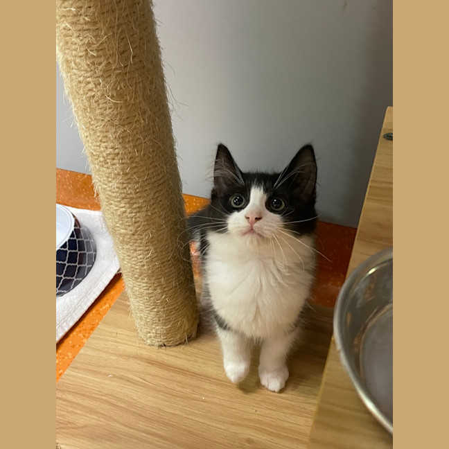 Photo of Shadow