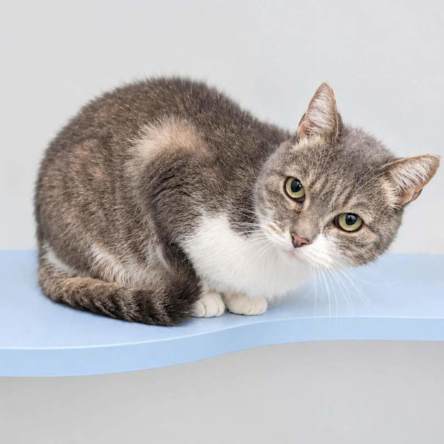 Photo of Sweetie