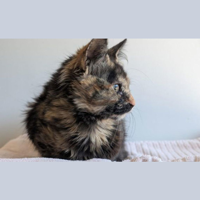 Photo of Bella