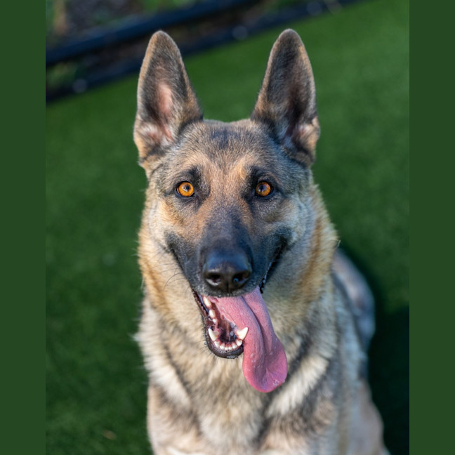 Photo of Stella Imp 10