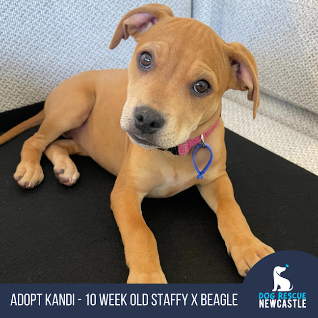 Photo of Kandi   10 Week Old Staffy X Beagle (Trial)