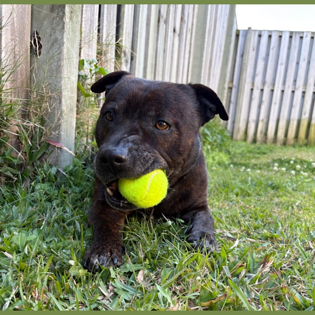 Photo of Nugget *$350 Adoption Fee*