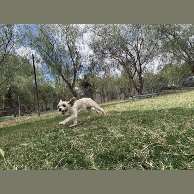 Photo of Gypsy 