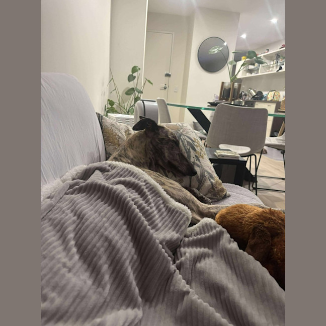 Photo of Dee Dee, The Greyhound