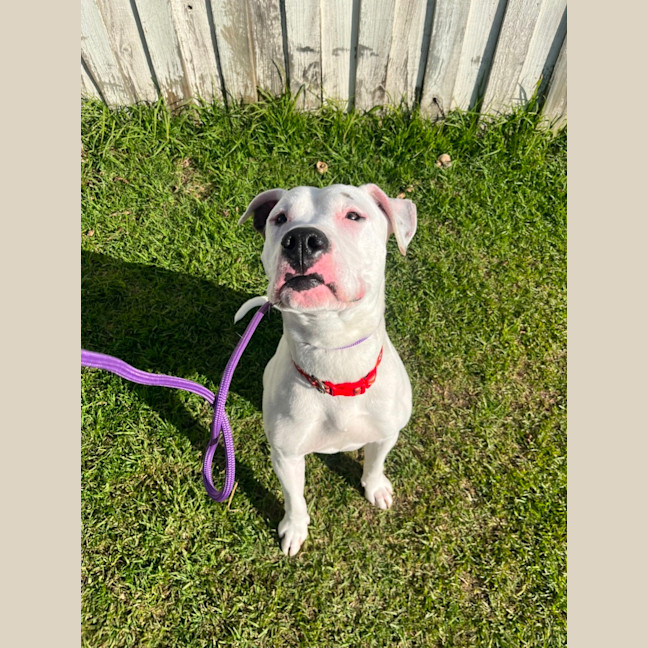 Photo of Tommy (63930)