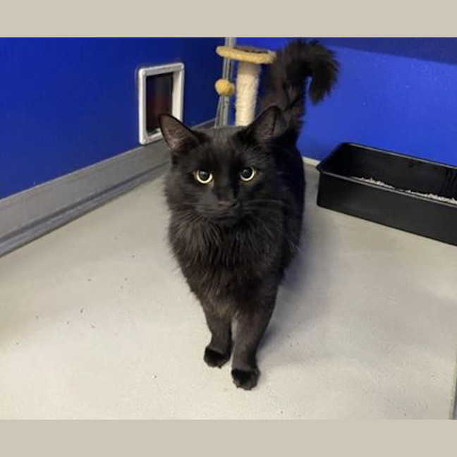 Photo of Shadow