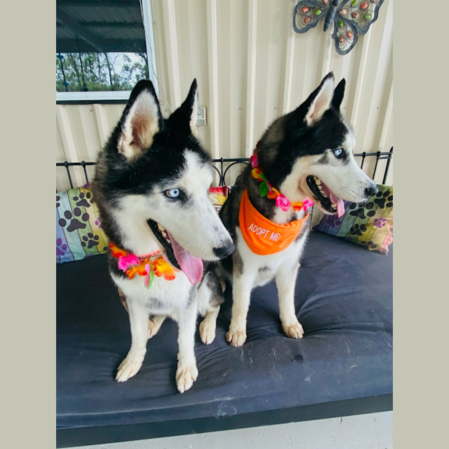 Photo of Benji And Dusty 