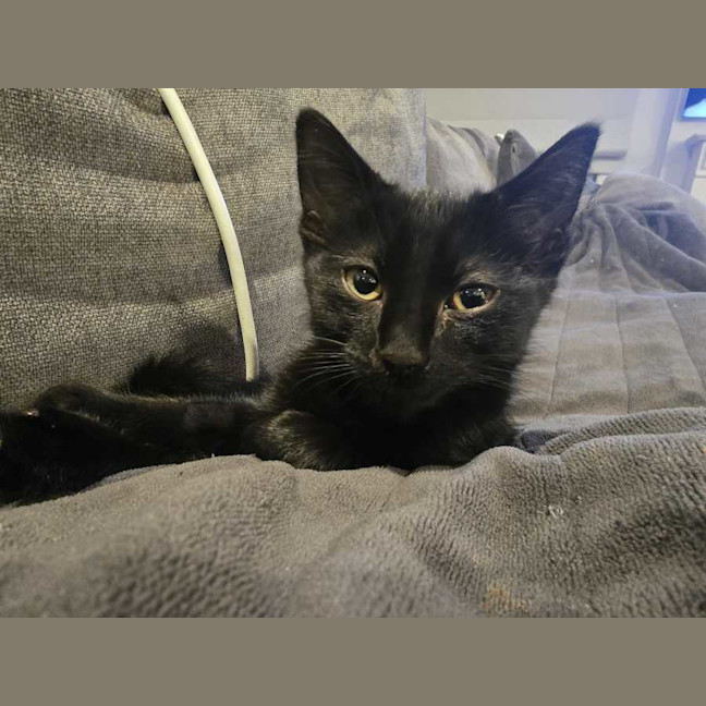Photo of Morgana 