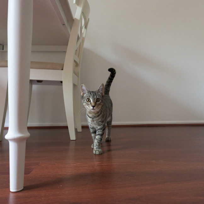 Photo of Momo
