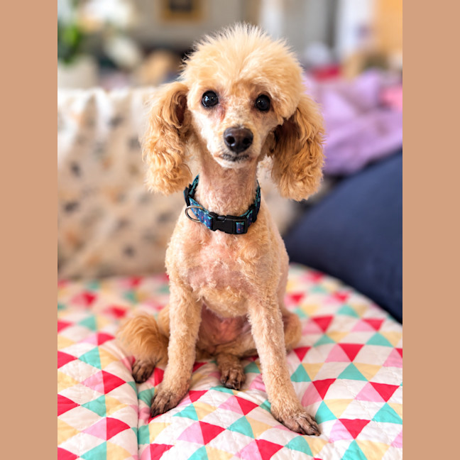 Photo of Lola