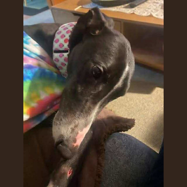 Photo of Candy, The Greyhound