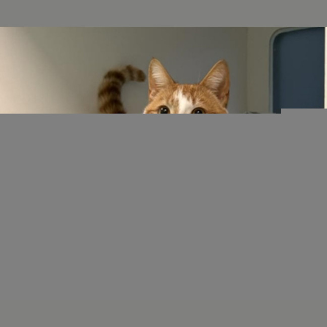 Photo of Puck 