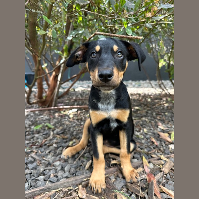 Photo of Queens Gambit