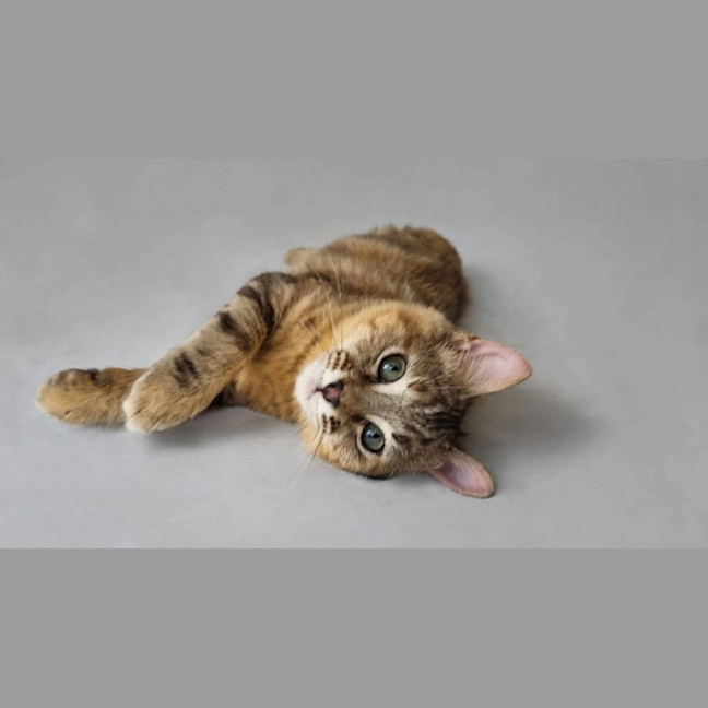 Photo of Skittles 