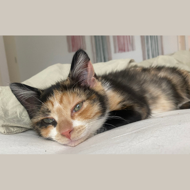 Photo of Lola