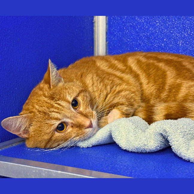 Photo of Garfield