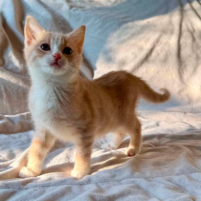 Photo of Madame Mandarine   In Foster Care In Bentleigh