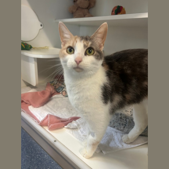 Photo of Kitty