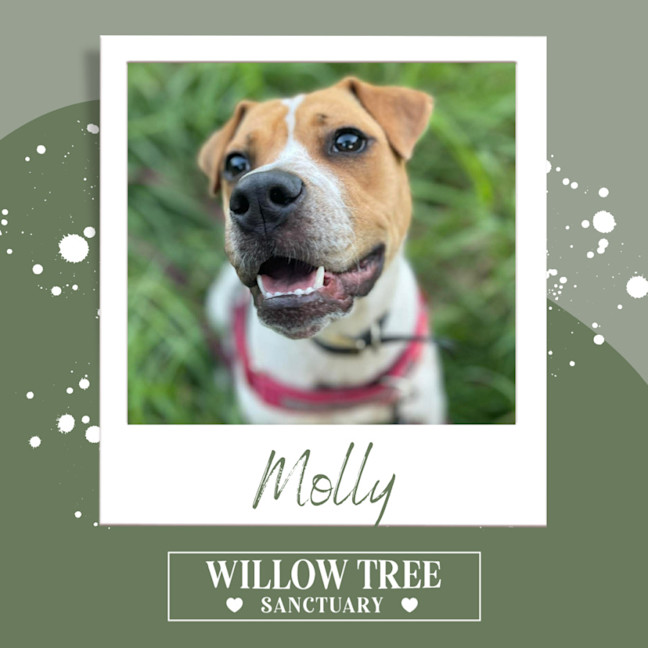 Photo of Molly