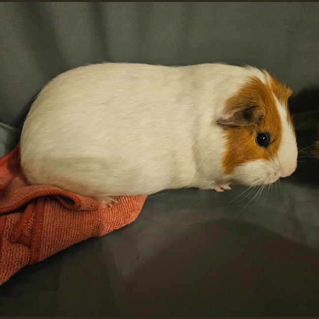 Photo of Milky & Lucky