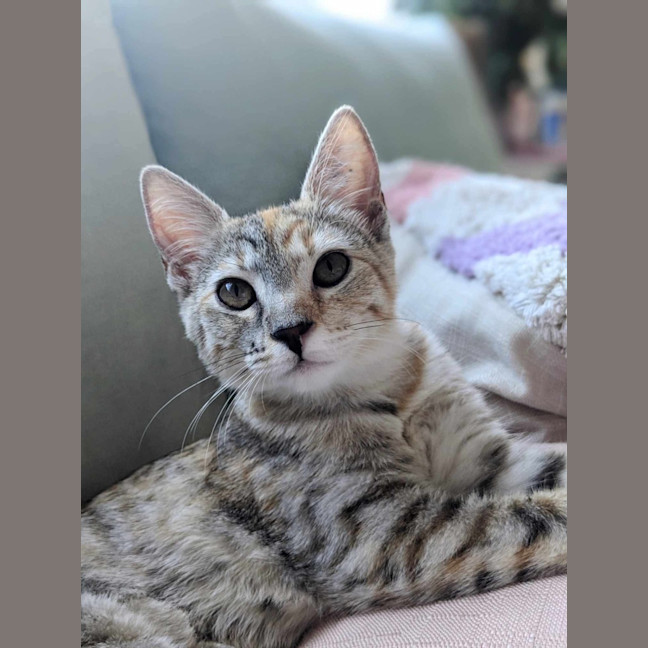 Photo of Chook & Mash 