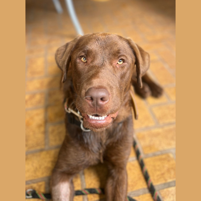 Photo of Bear