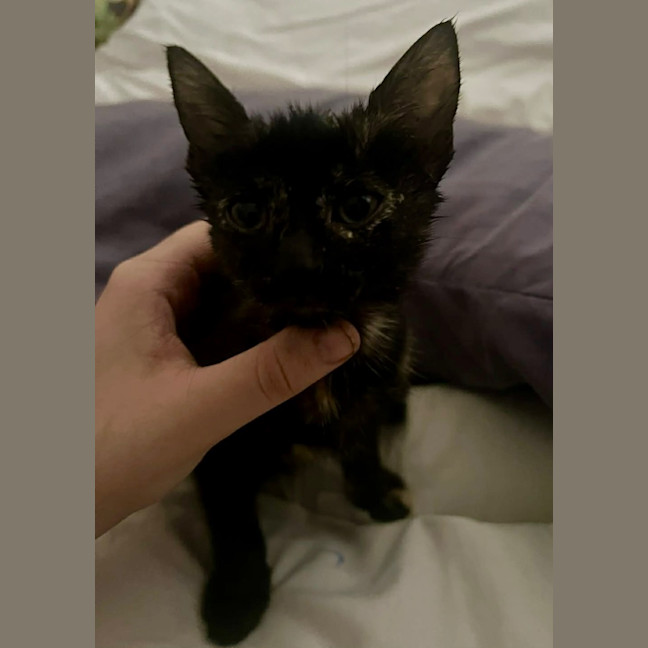 Photo of Mocha