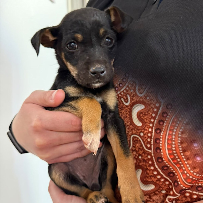 Photo of Piper