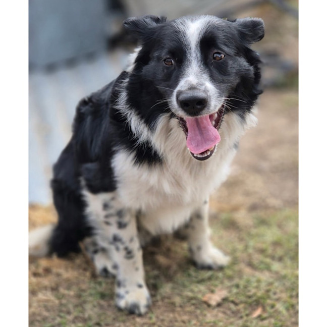 Photo of Coby