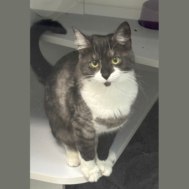 Photo of Megatron