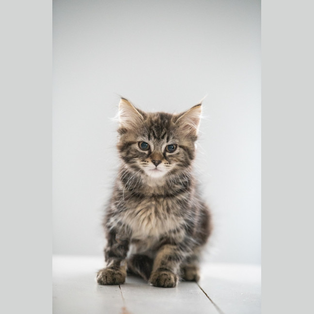 Photo of Bellatrix