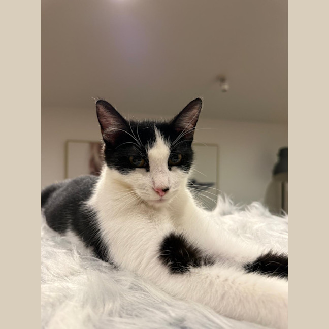 Photo of Oreo