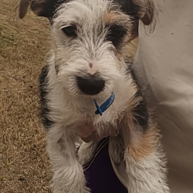 Photo of Tango 