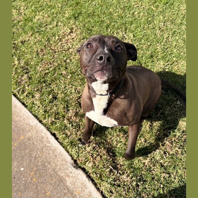 Photo of Willow 