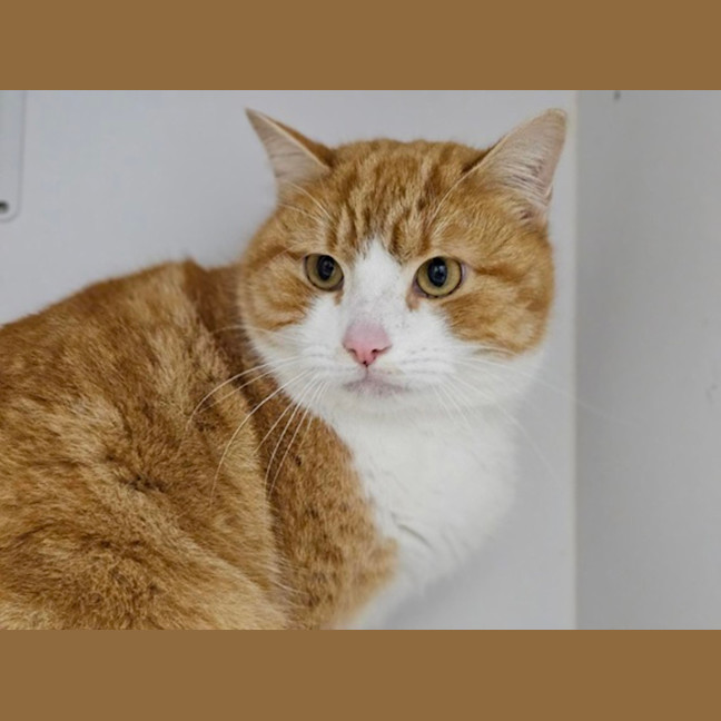 Photo of Mr. Pickles