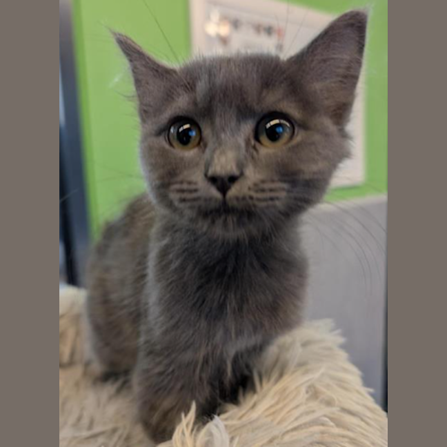 Photo of Gracie The Goblin