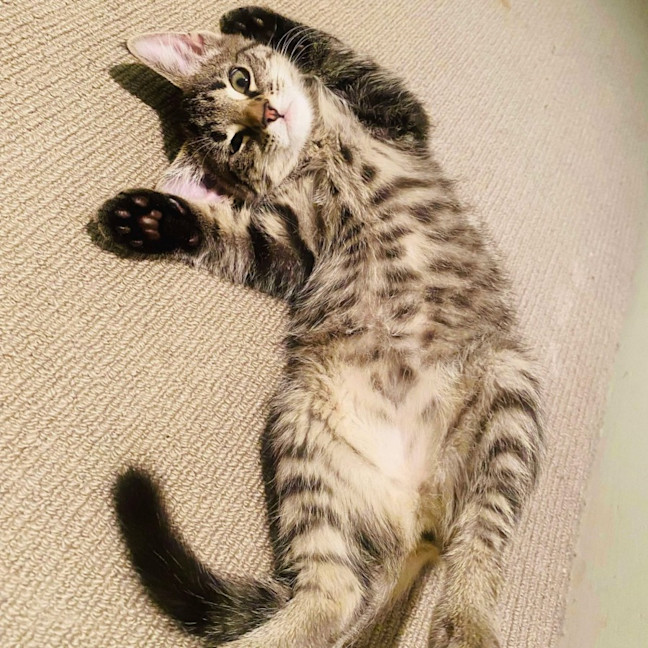 Photo of Morticia   Located In Abbotsford