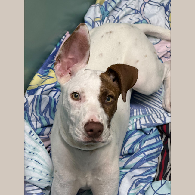 Photo of Daisy (Ex Fava)